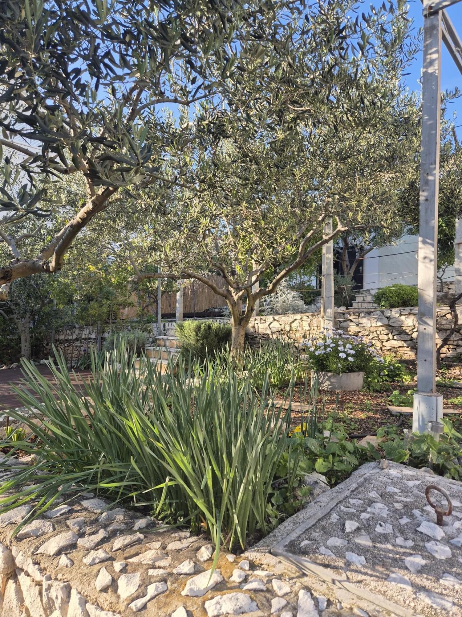 Villa Apartments Oliva سيغيت فغانييتْسا المظهر الخارجي الصورة